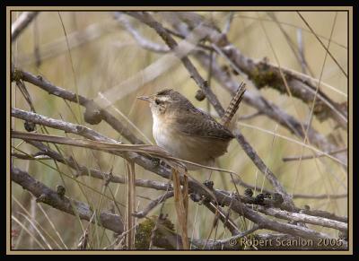 Sedge Wren / Cucarachero Sabanero