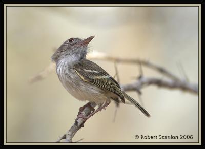 Pearly-vented-Tody-Tyrant 4