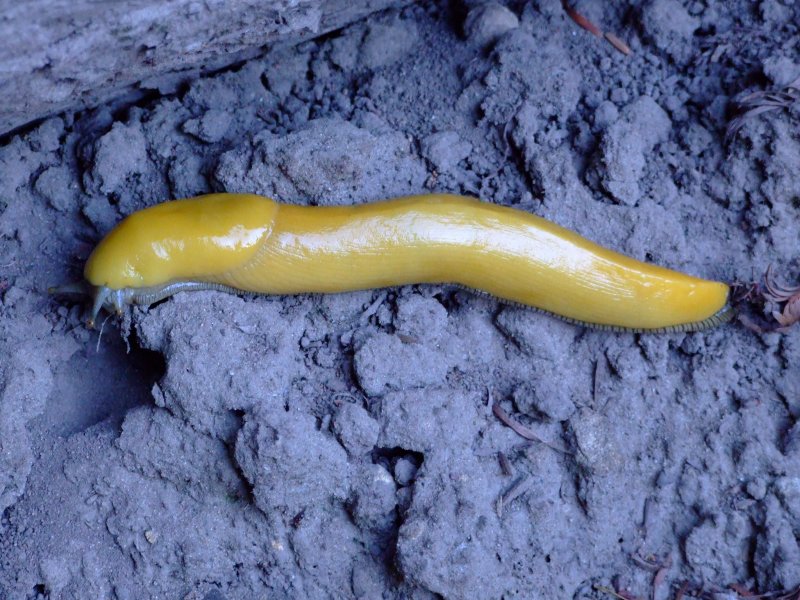 Banana Slug