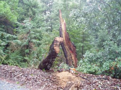 storm damage