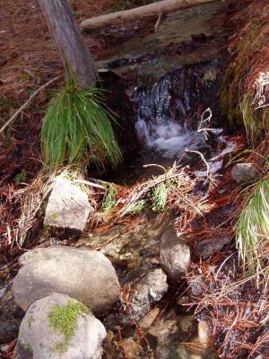 Mariposa Grove Creek