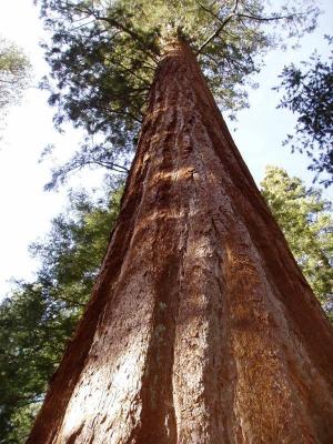 Mariposa tree