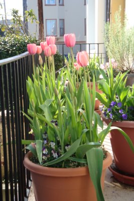 Spring Tulips 2010