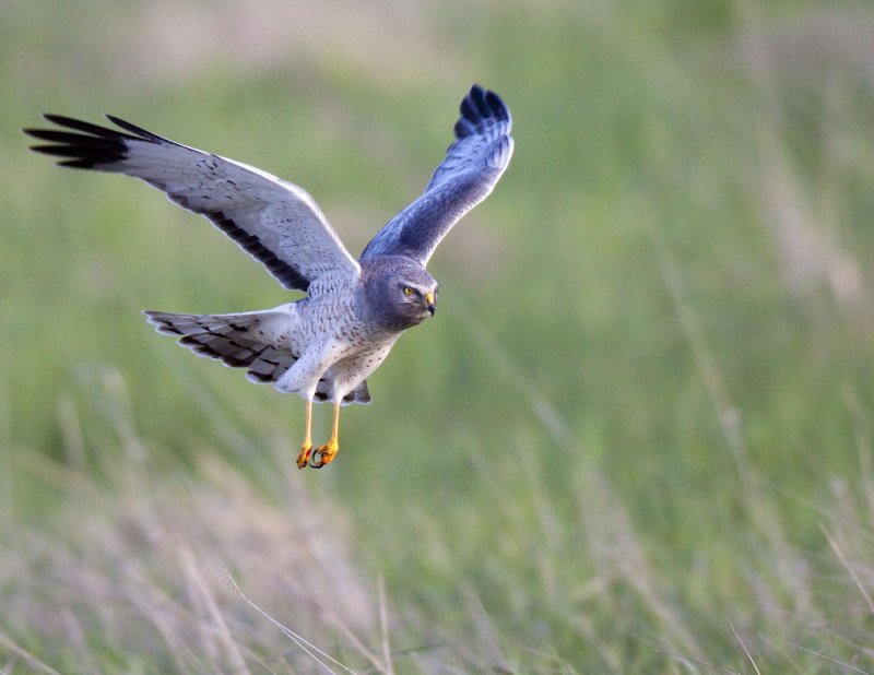 Northern Harrier, male