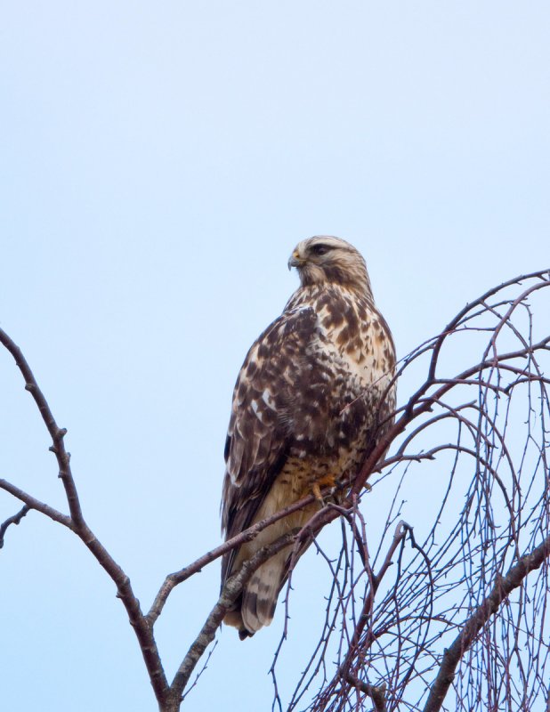 Rough Legged Hawk