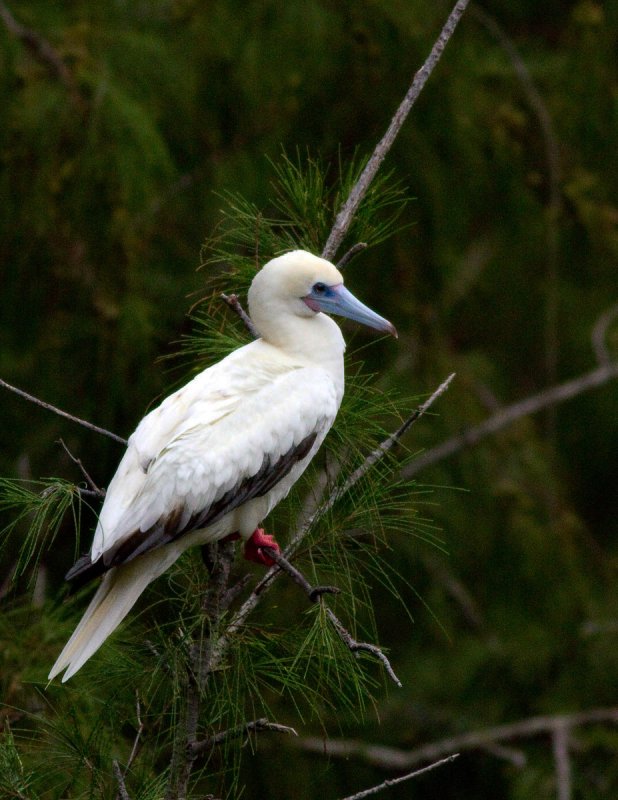 Red Footed Booby