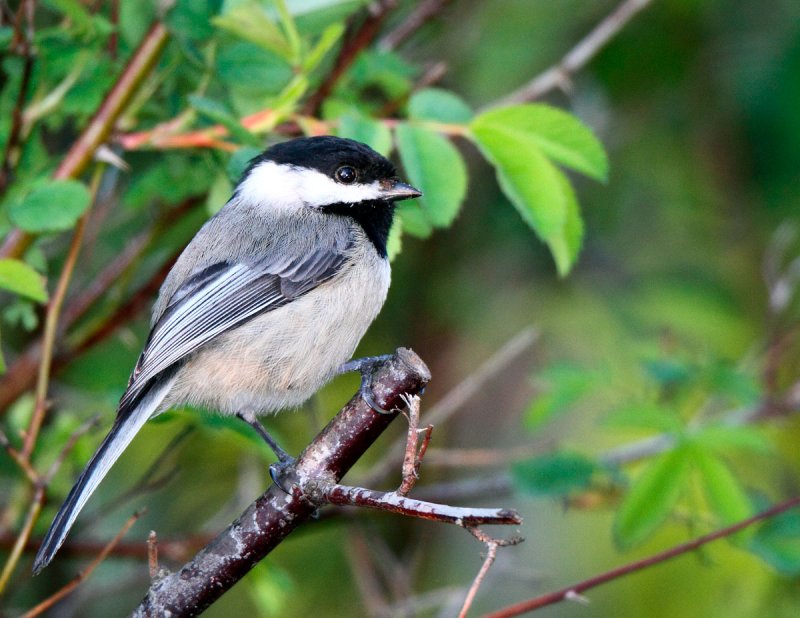 Black Capped Chickadee