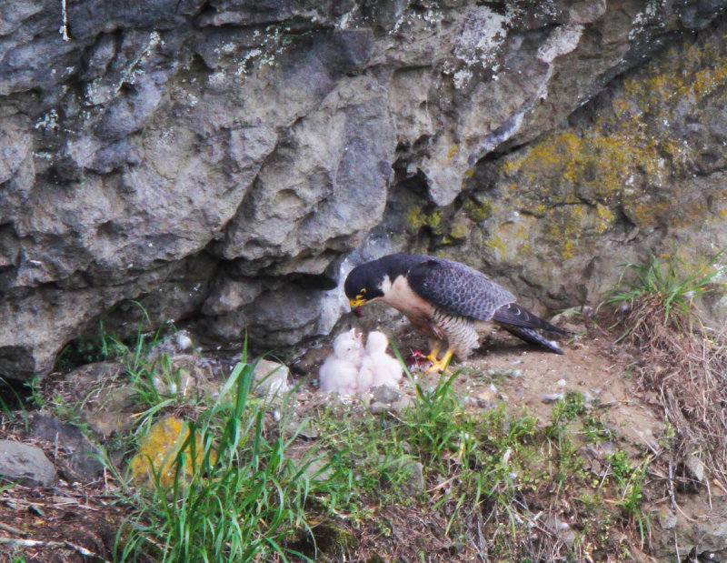 Peregrine Falcon , feeding her one week old eyasses