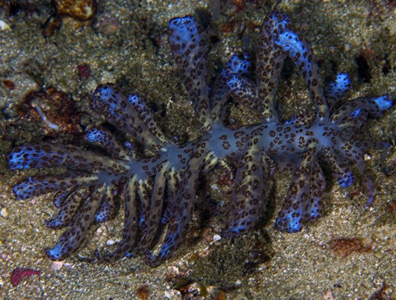 Solar Powered Nudibranch