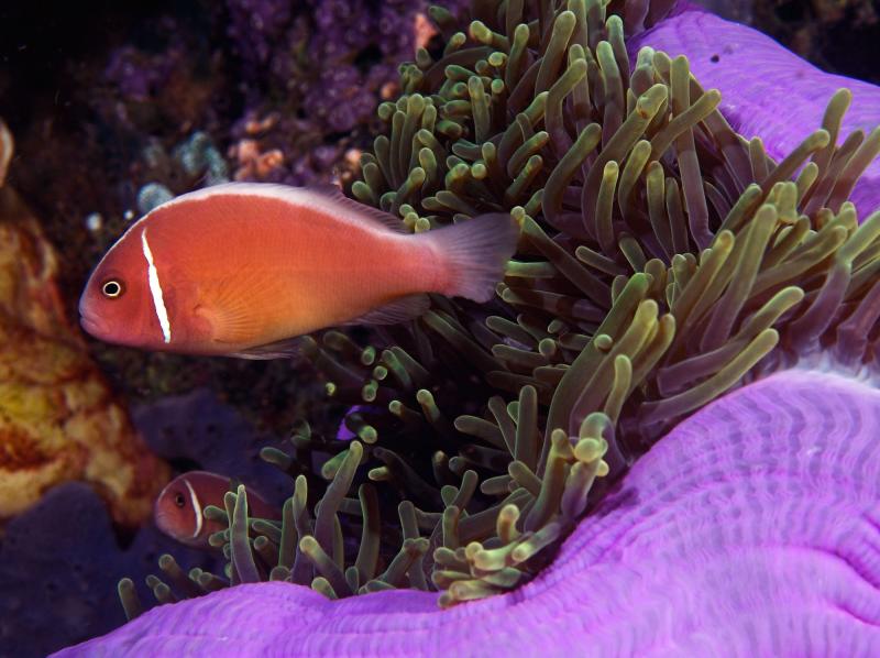 Pink Anemonefish