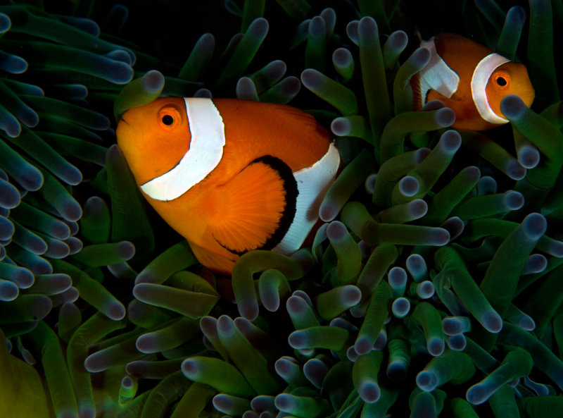 False Clown Anemonefish