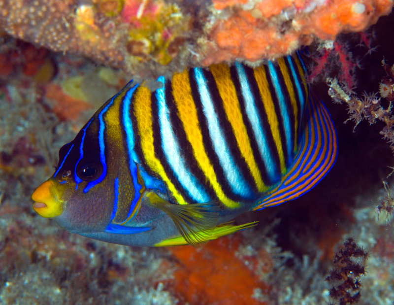 Regal Angelfish