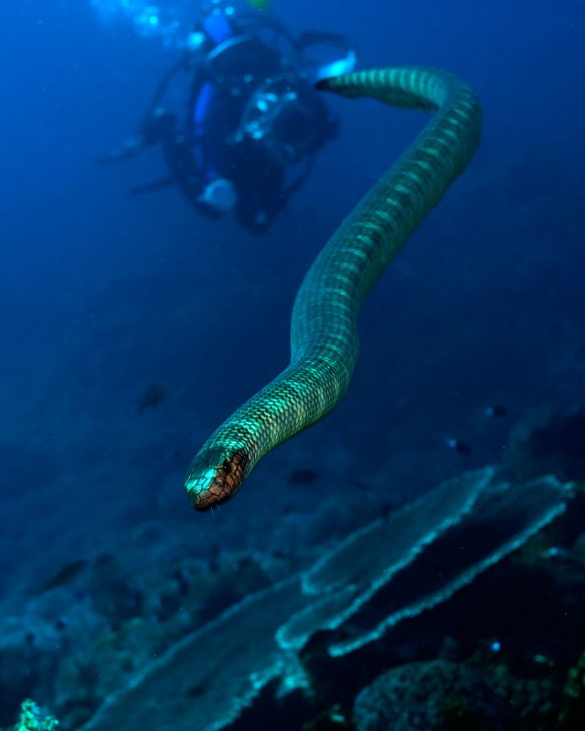 Sea Snake and Judy