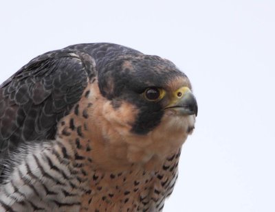 Peregrine Falcon Profile( Anatum or Peale's)
