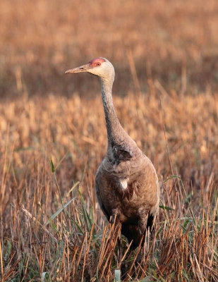 Sandhill Crane