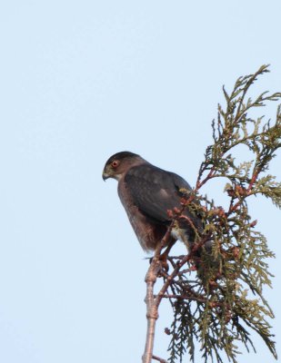 Cooper's Hawk