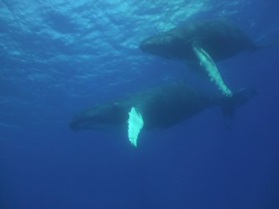 humpback_whales