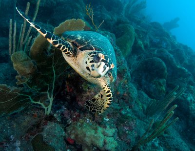 SeaTurtle