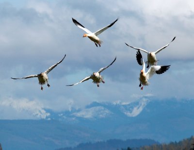 Snow Geese and Cascades