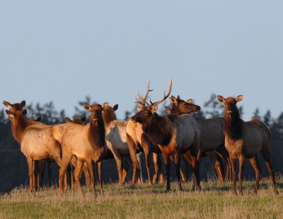 The Sequim Elk Herd