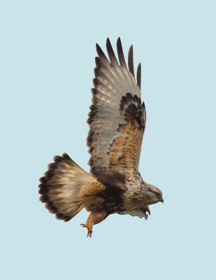 Rough Legged Hawk