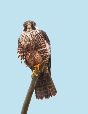 Juvenile Peregrine Falcon (not happy to see me)