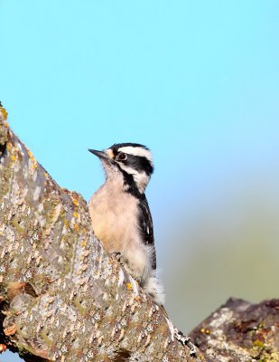 Downy Woodpecker, Female