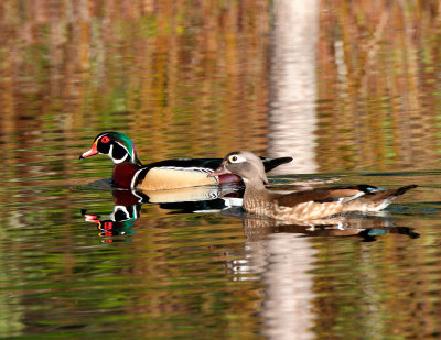 Wood Ducks 084.jpg