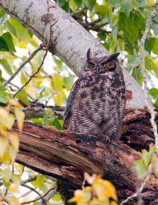 Great Horned Owl