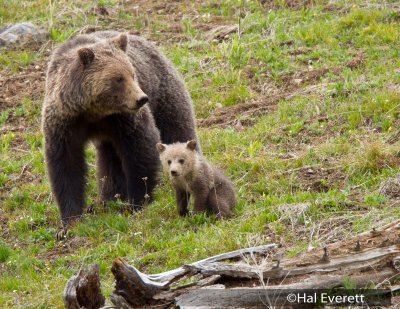 Grizzly Sow and One of  Her Two Cubs