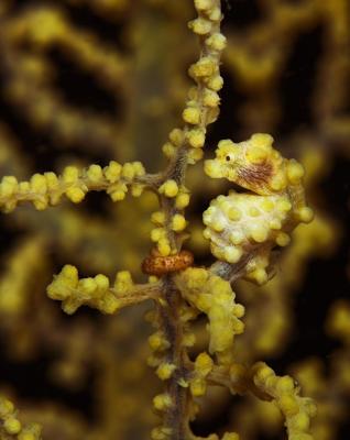 Yellow Pygmy Seahorse (somewhat rare)