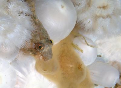 Sculpin in Plumose Anemones