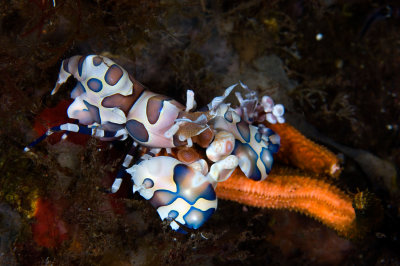 Harlequin Shrimp, feeding on Sea Star