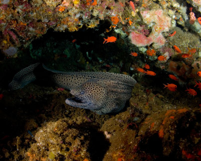 Freeswimming Moray Eel