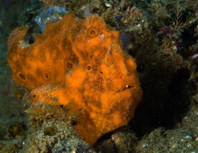 Painted Frogfish