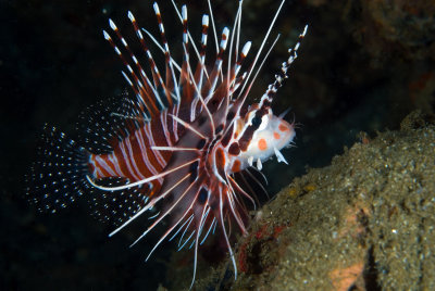 Lionfish