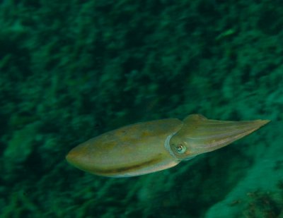 Streaking Squid