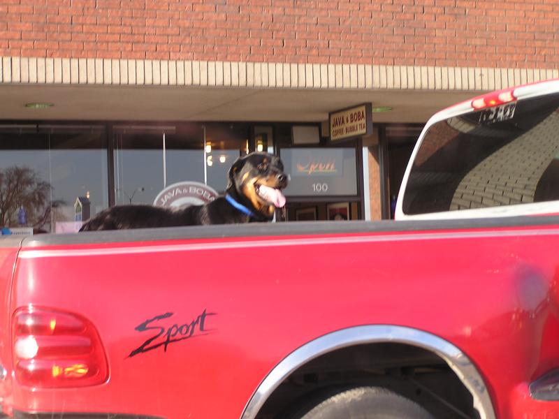 Pup in a red truck.JPG