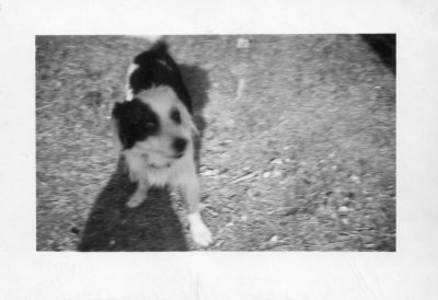 Fido 3 and a half years old in 1947.jpg