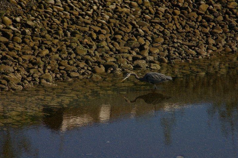 IMGP0589.jpg