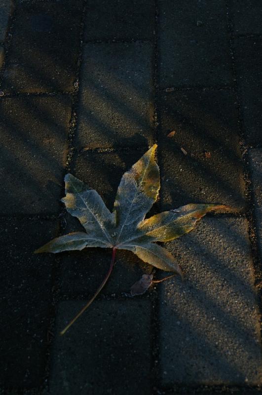 IMGP7692A.jpg