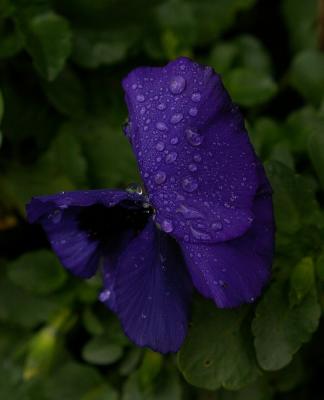 IMGP8028B.jpg