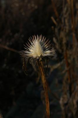 IMGP8068.jpg