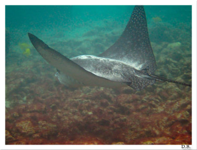 Spotted Eagle Ray 5-24-10