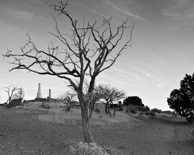 Graveyard Tree 11-12-05