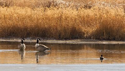 g3/77/544077/3/53660974.Geese121705.jpg