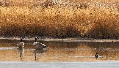 Geese12-17-05