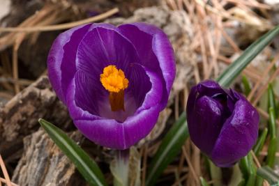 Crocus 2-26-6