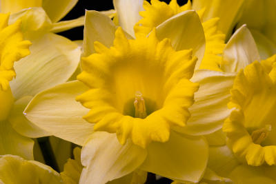 daffodil 3-2-6