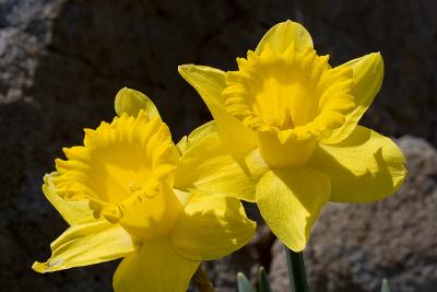 Daffodils 4-23-6